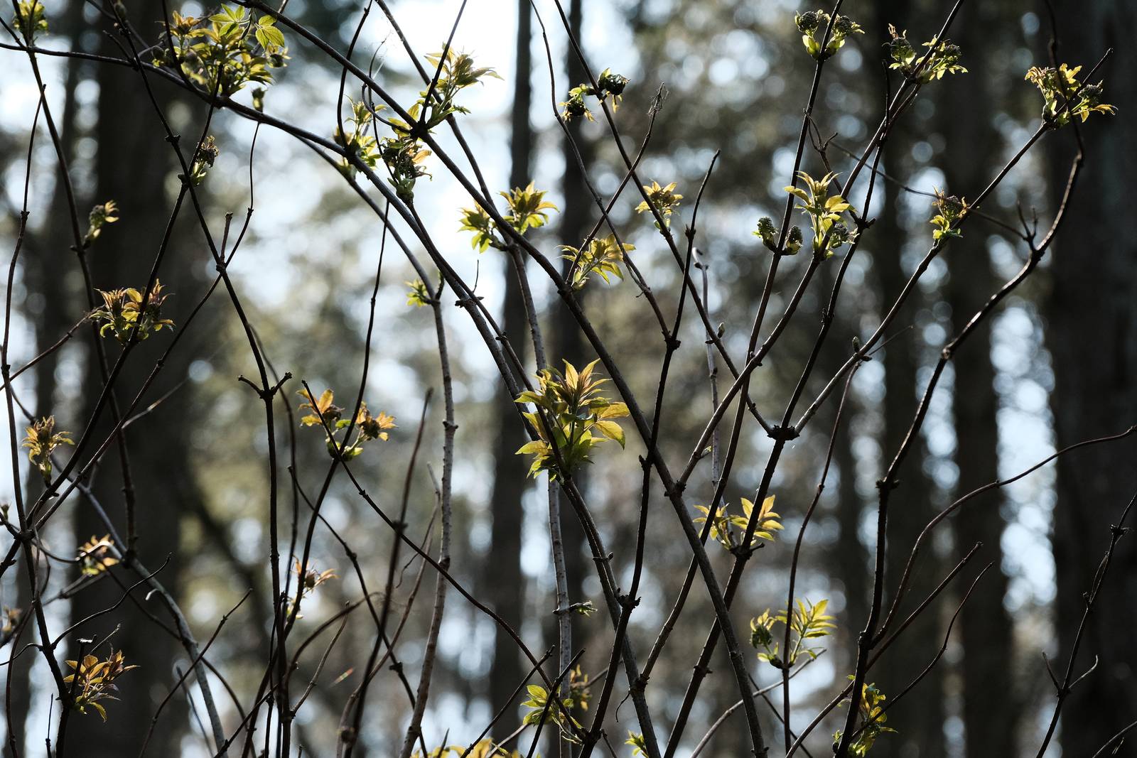 Kodak Ektar film recipe sample photo