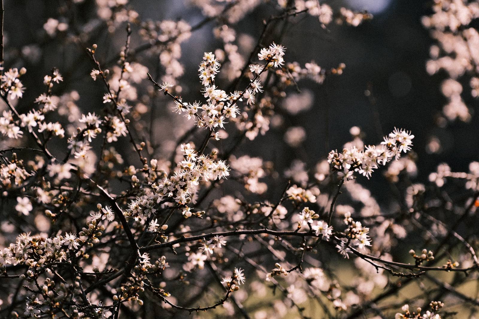 Olympus Trip 35 film recipe sample photo