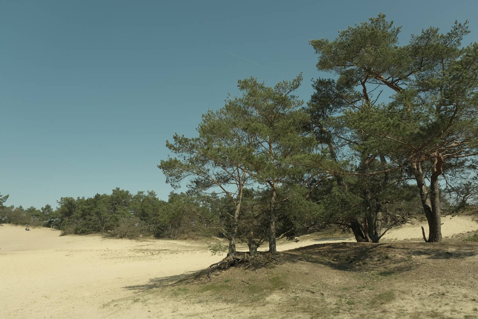 Forest Ranger film recipe sample photo