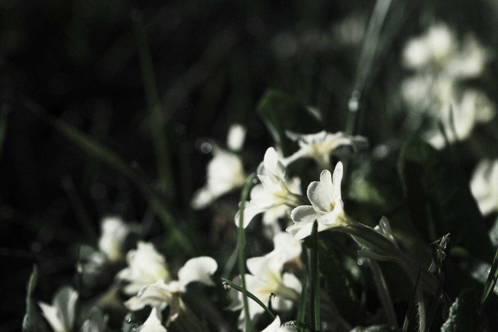 Inky Depths film recipe sample photo