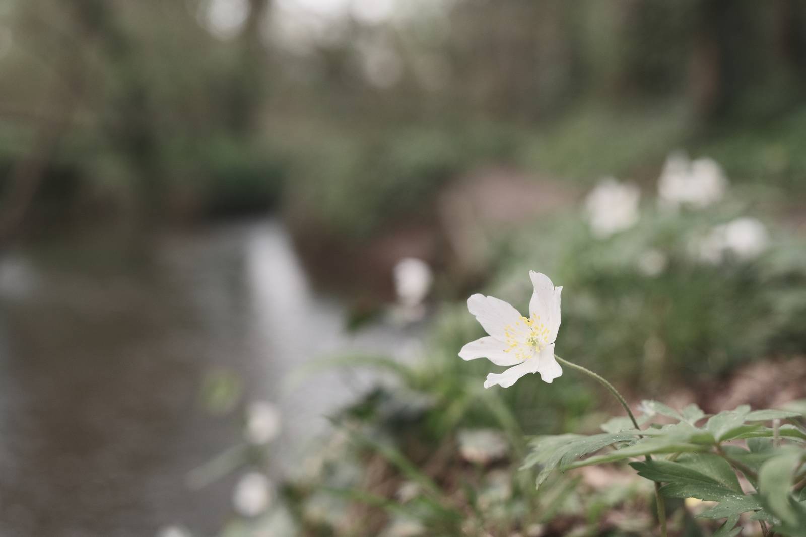 Ebb and Flow film recipe sample photo