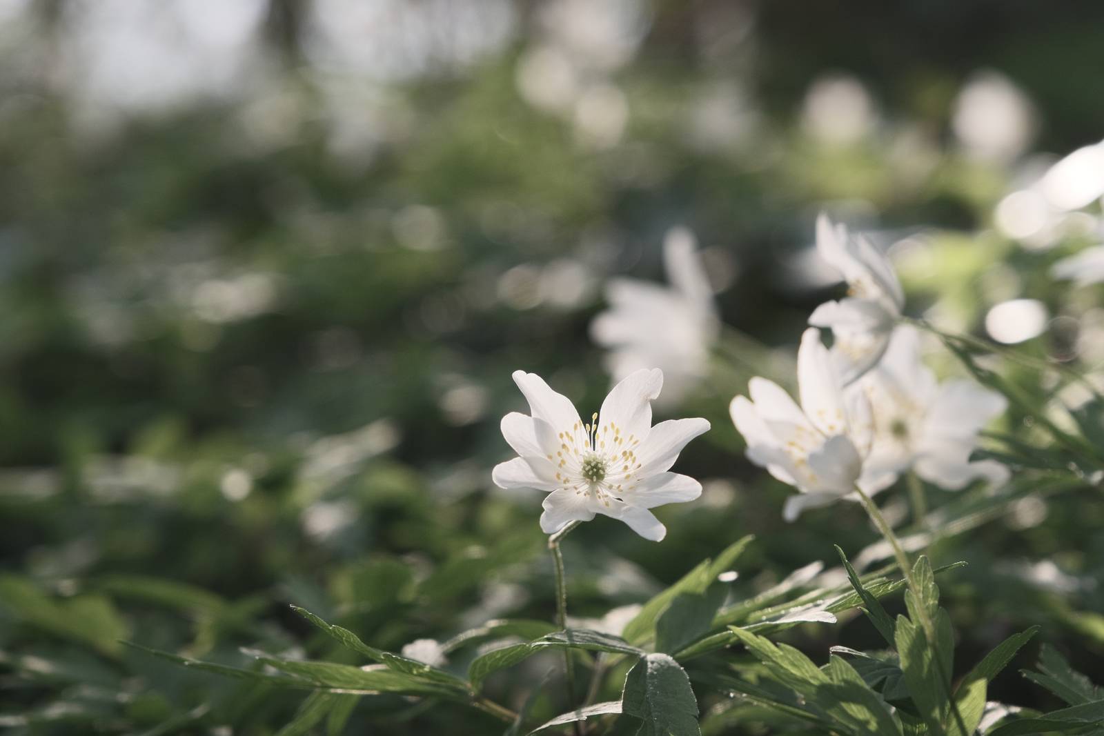 Ebb and Flow film recipe sample photo