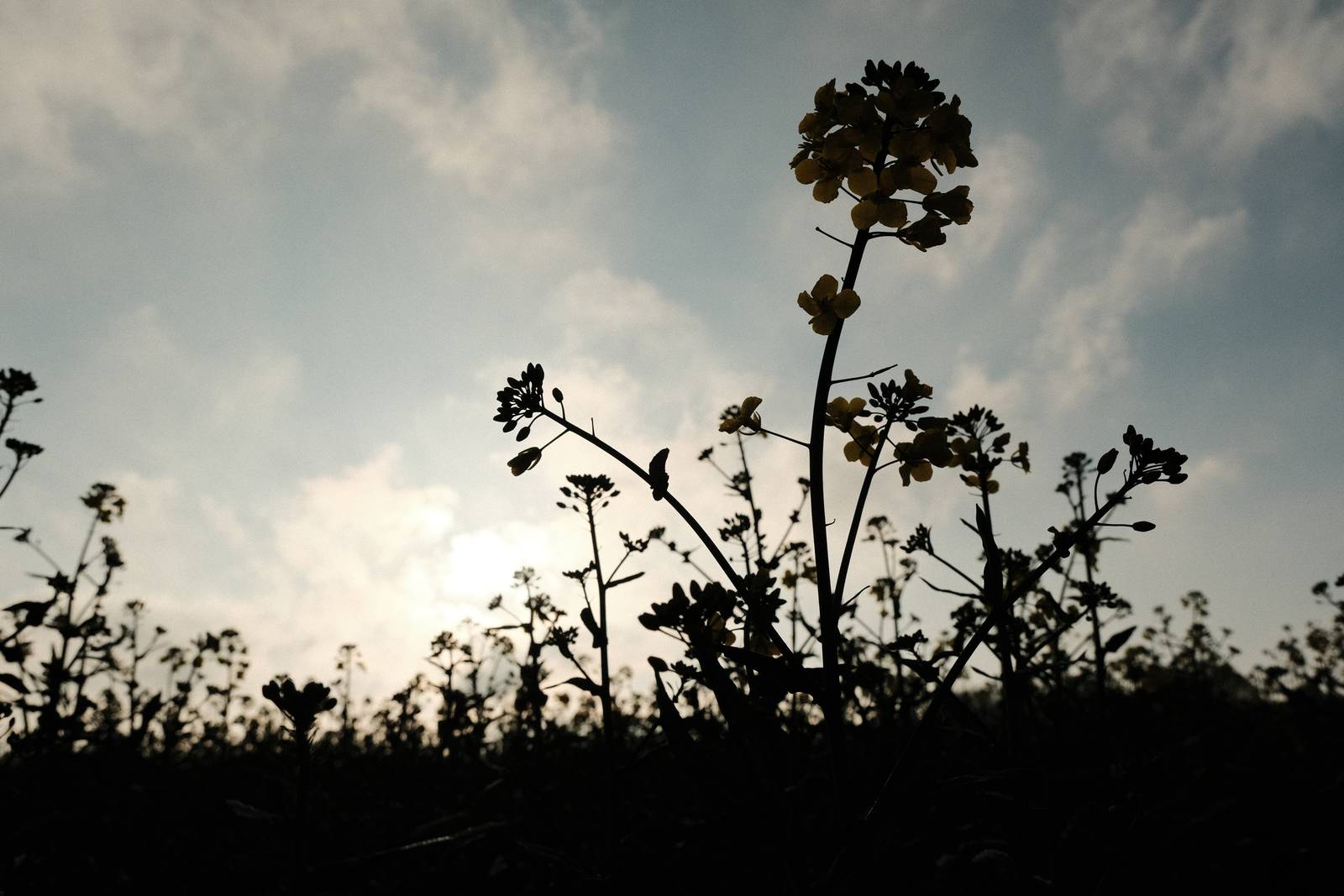 Kodak Gold film recipe sample photo