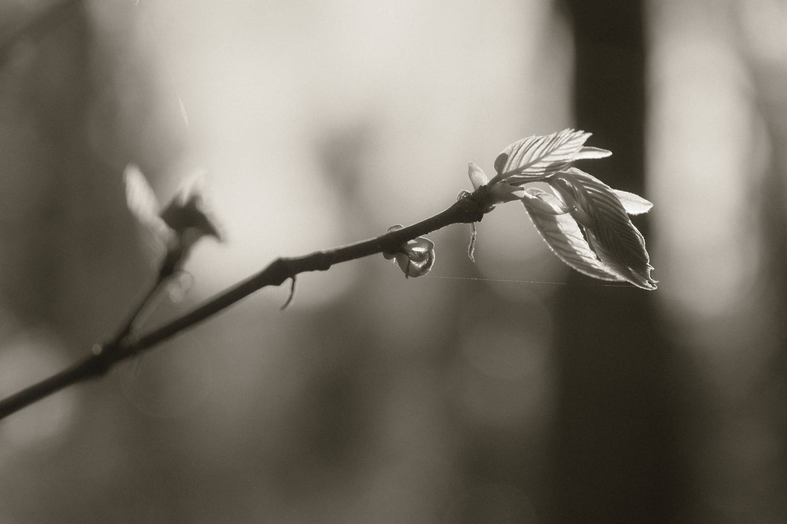 Mono 42 film recipe sample photo