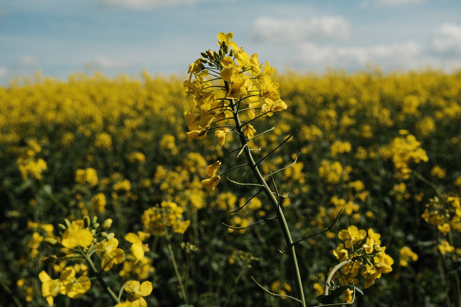 Kodak Gold film recipe sample photo