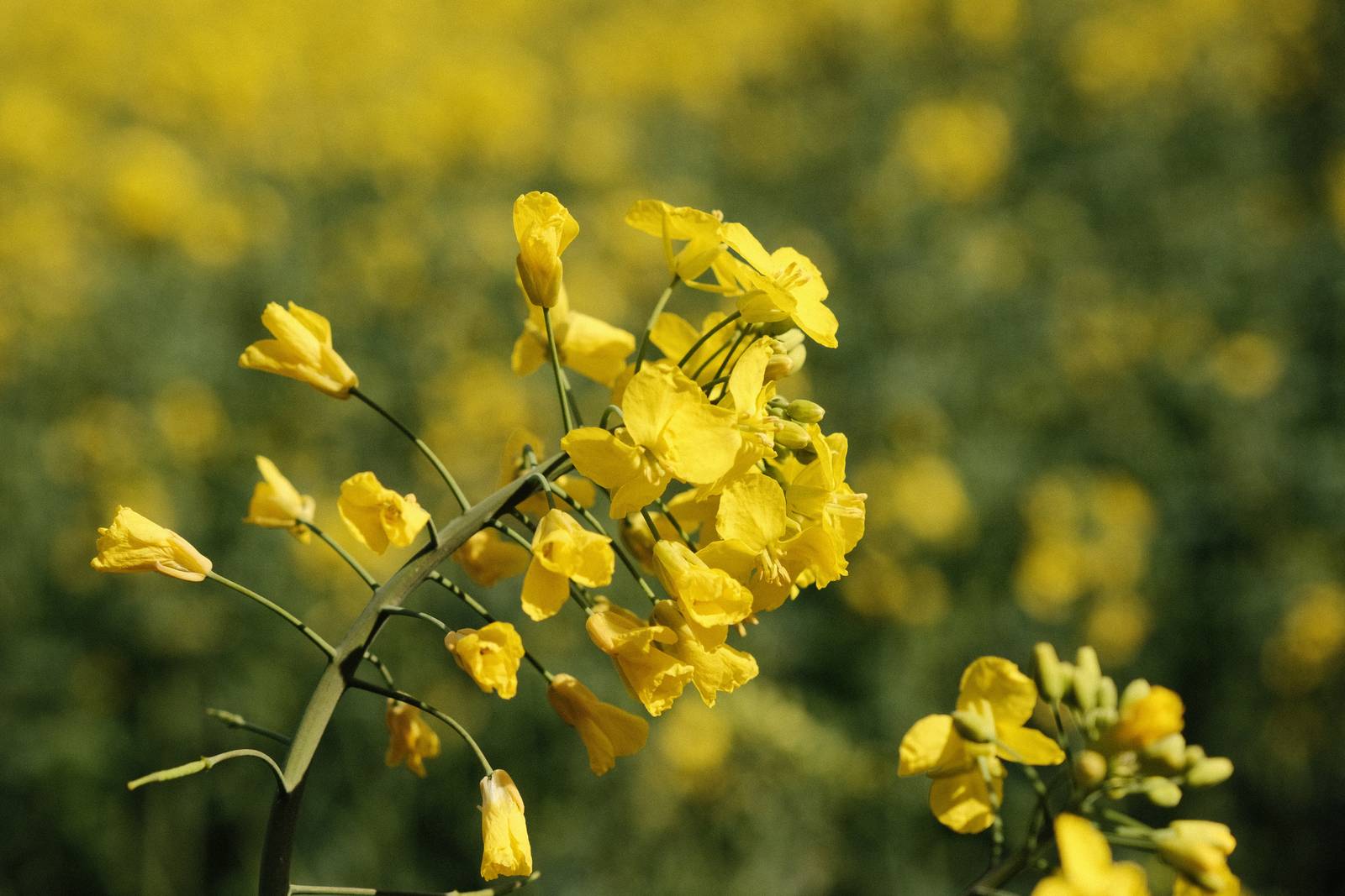 Kodak Gold film recipe sample photo