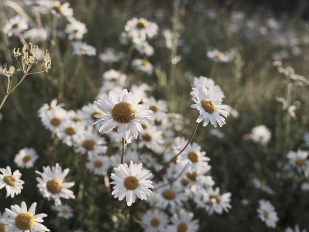 Ebb and Flow, Creamy Bleach&nbsp;Bypass