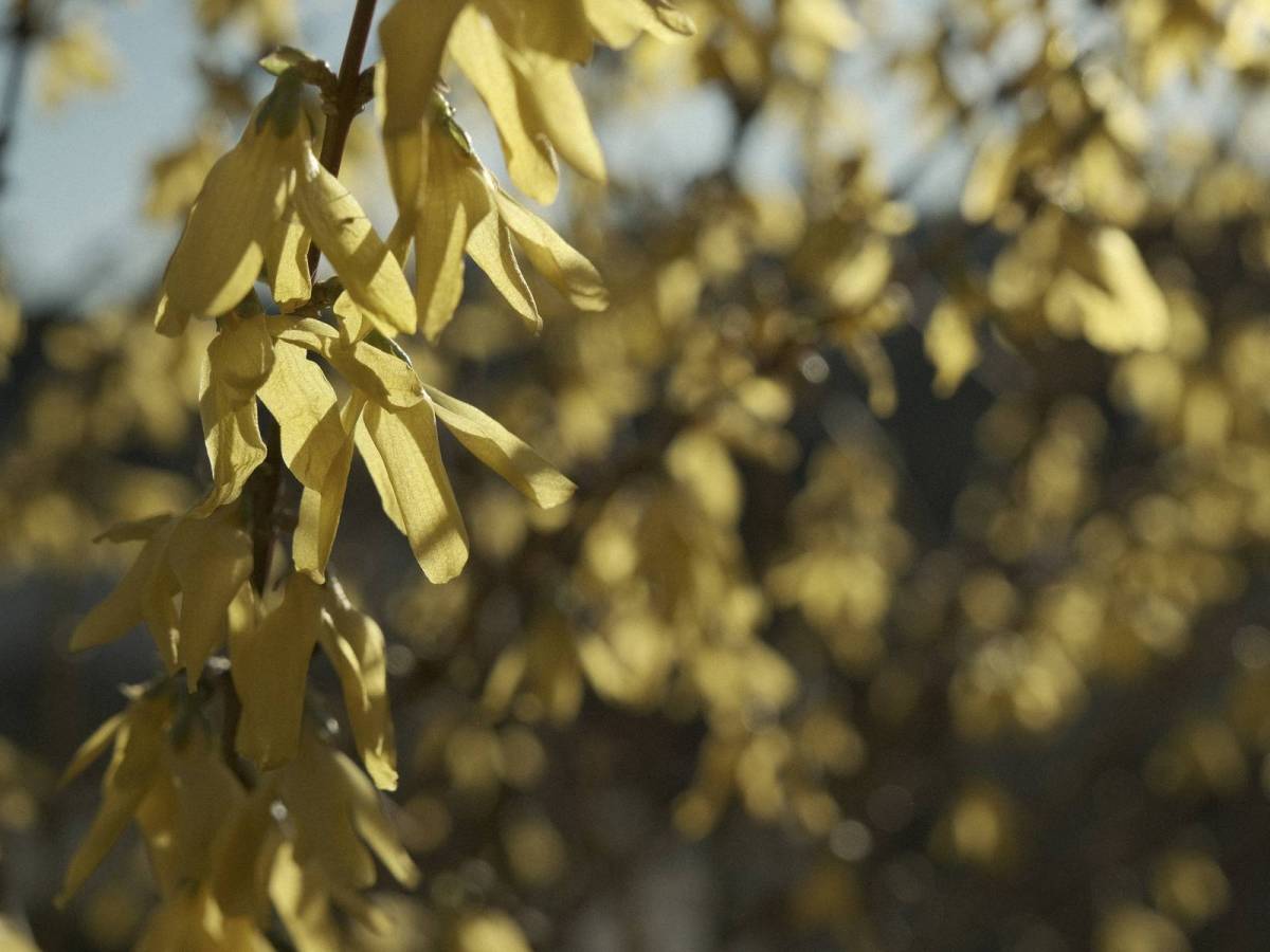 Flat Earth, Cinematic Matte Low&nbsp;Contrast