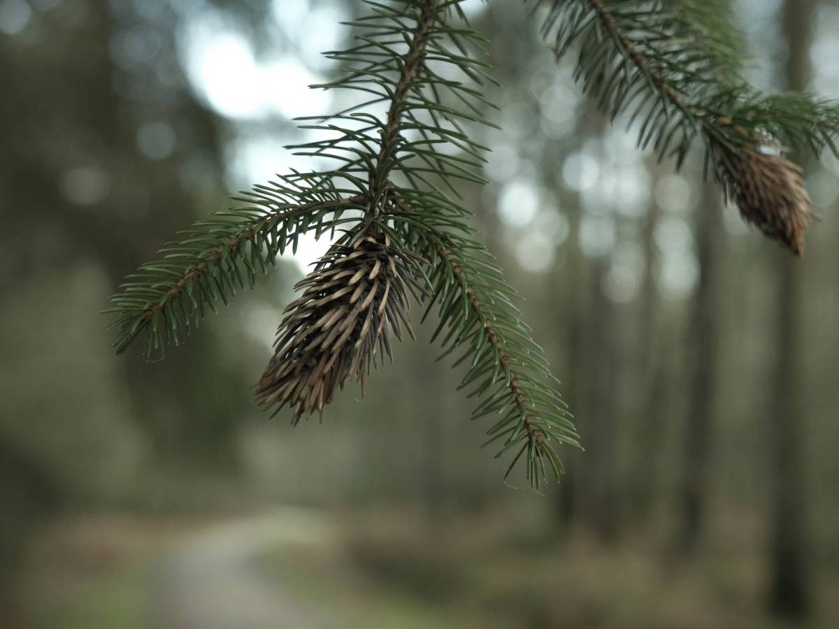 Forest Ranger, Woodland Green&nbsp;Recipe