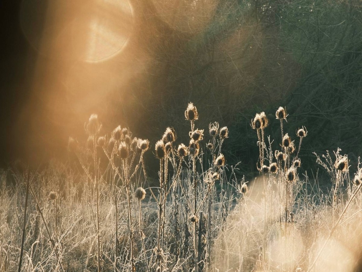 Kojak Gold, Who Loves Ya,&nbsp;Baby?