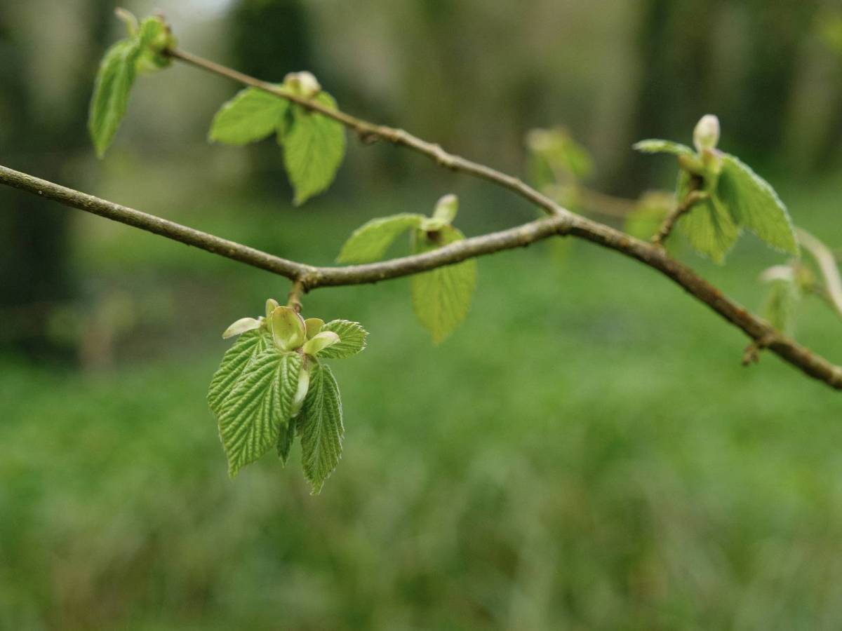 Spring Greens, For Natural Green&nbsp;Tones