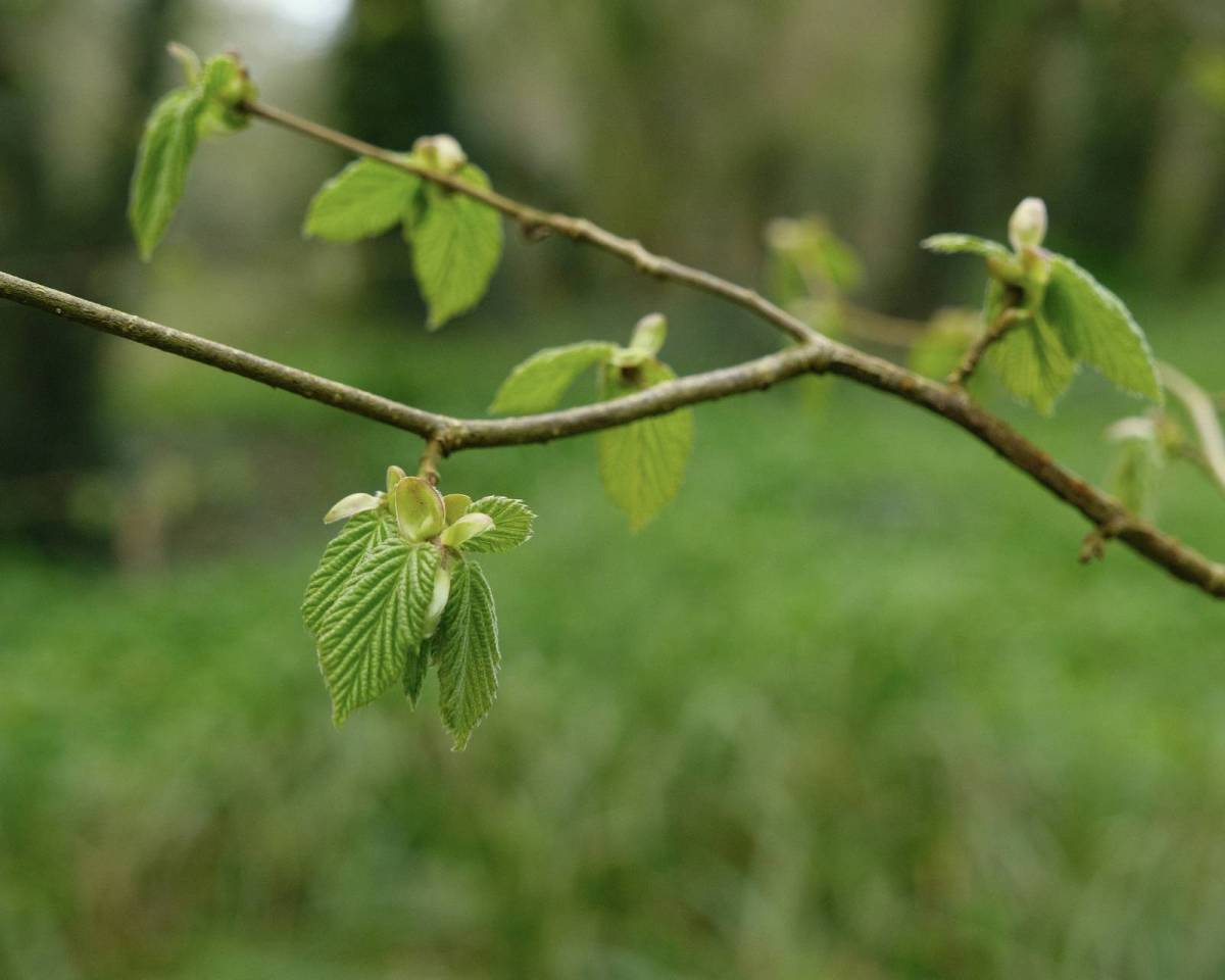 Spring Greens, For Natural Green&nbsp;Tones