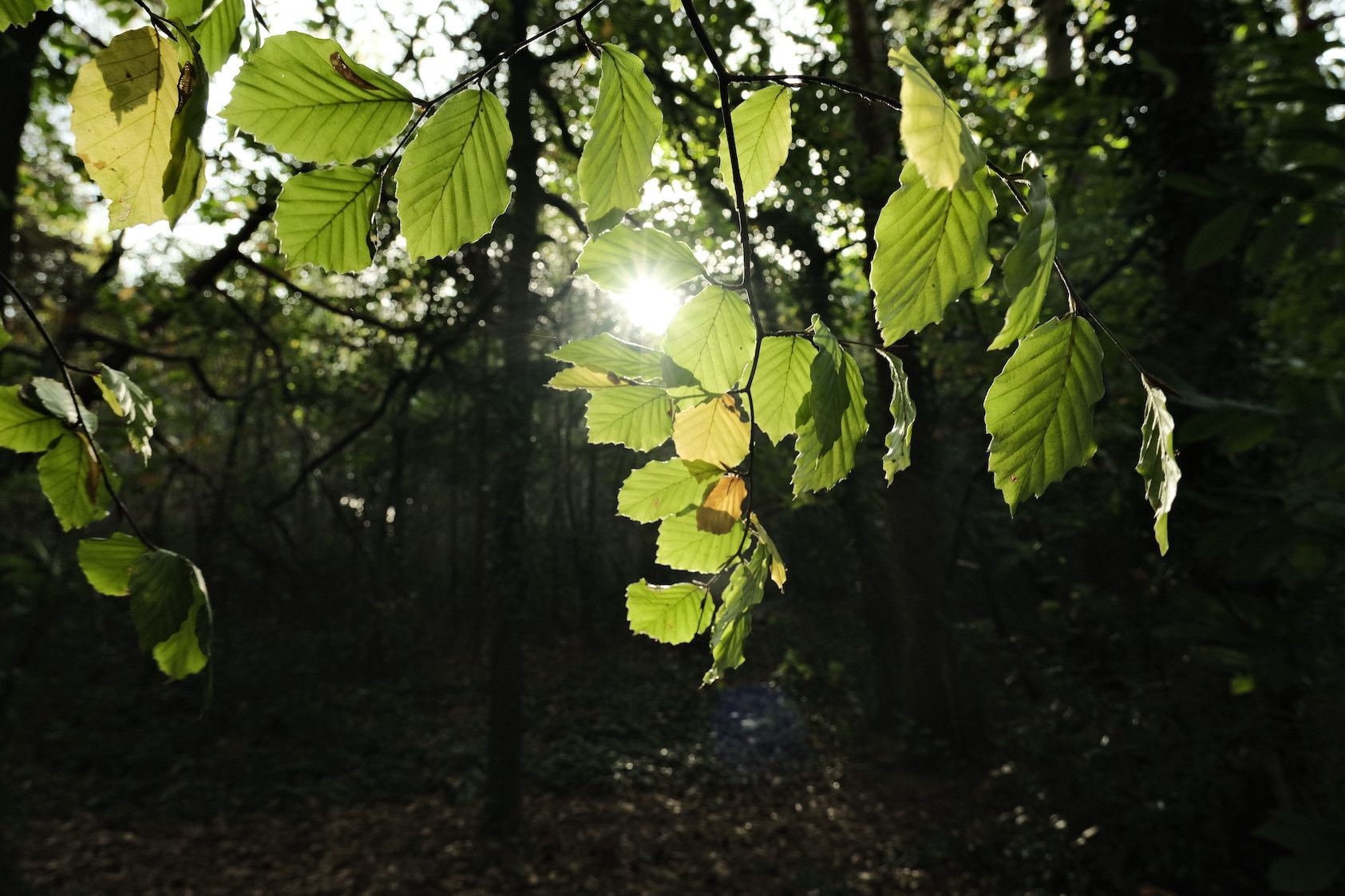 Endor film recipe sample photo