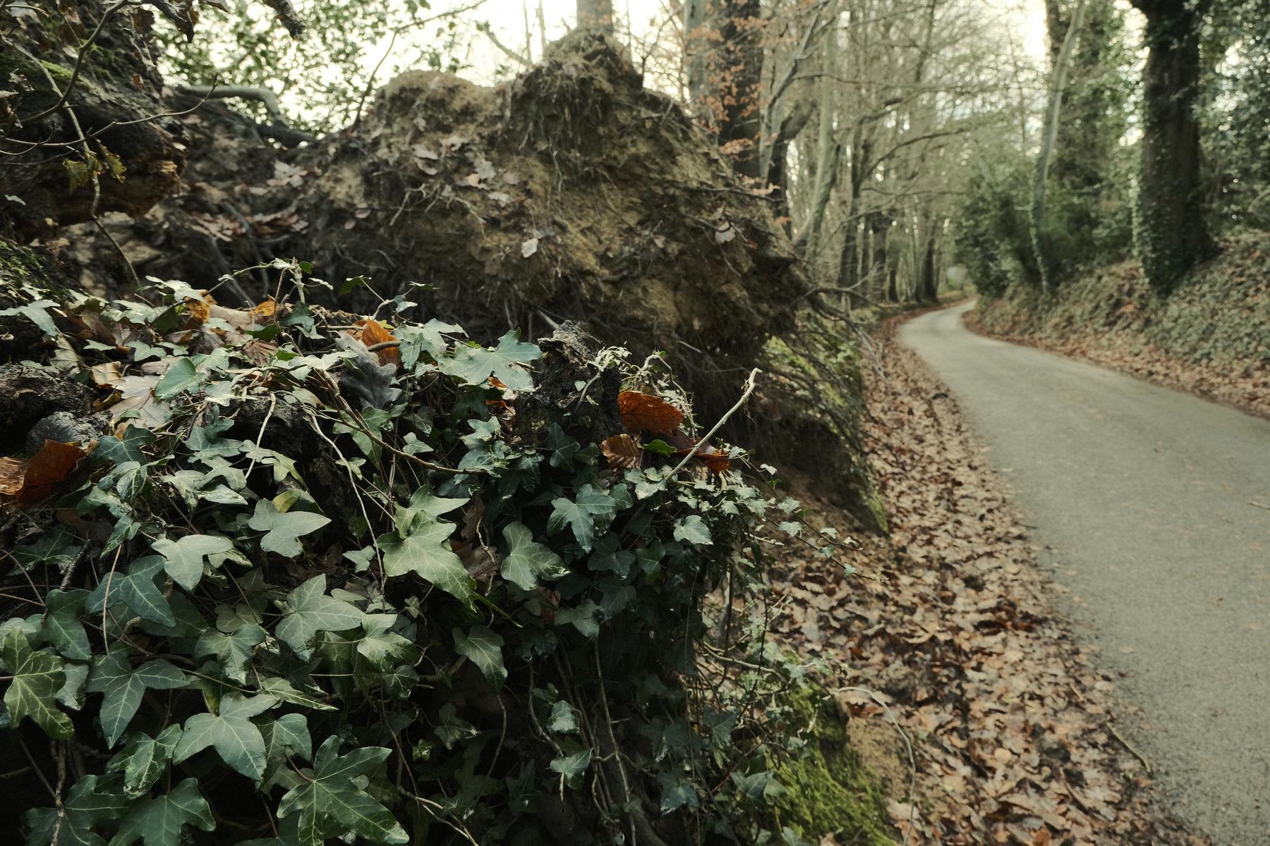Celluloid Nostalgia film recipe sample photo