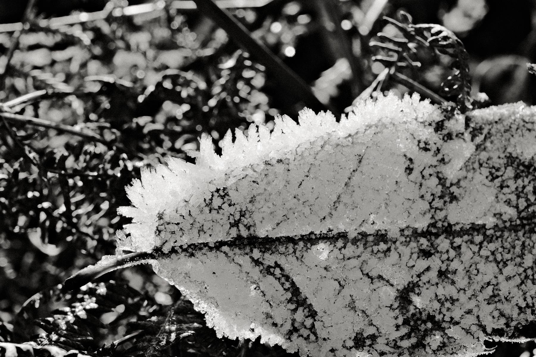 Daido Moriyama film recipe sample photo
