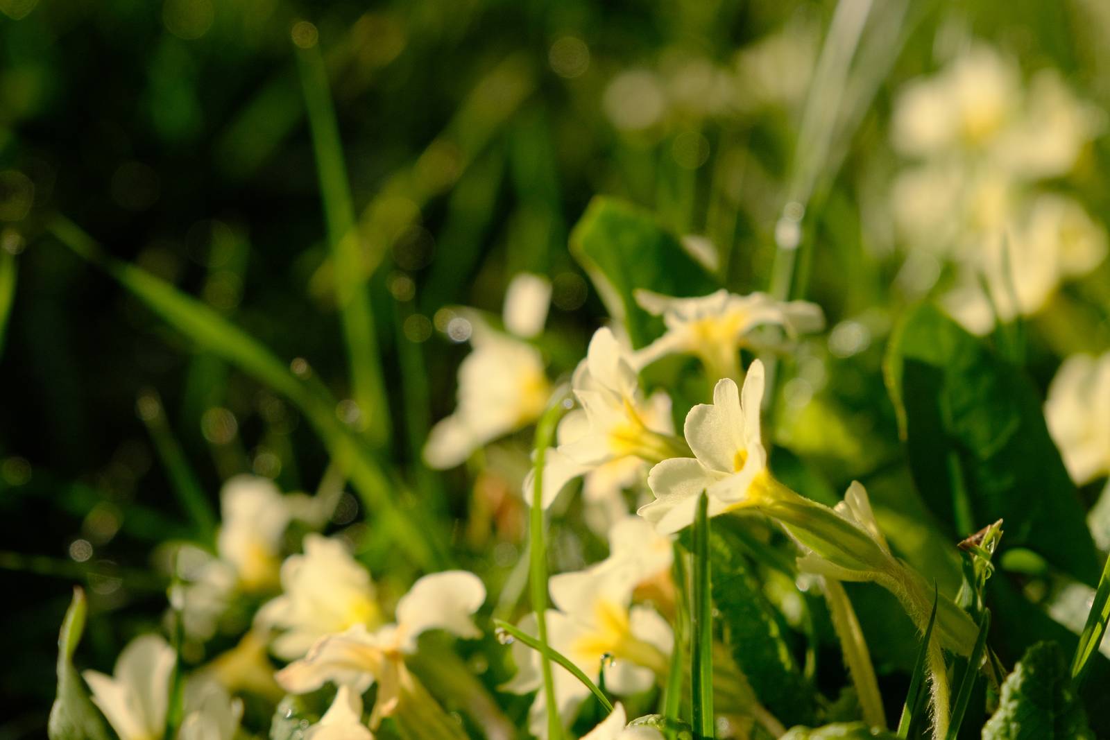 Lente Bok film recipe sample photo