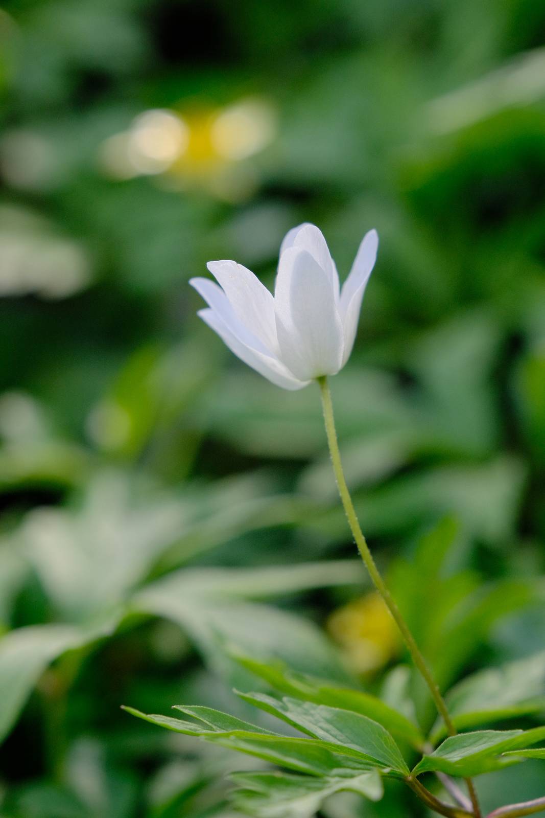 Lente Bok film recipe sample photo