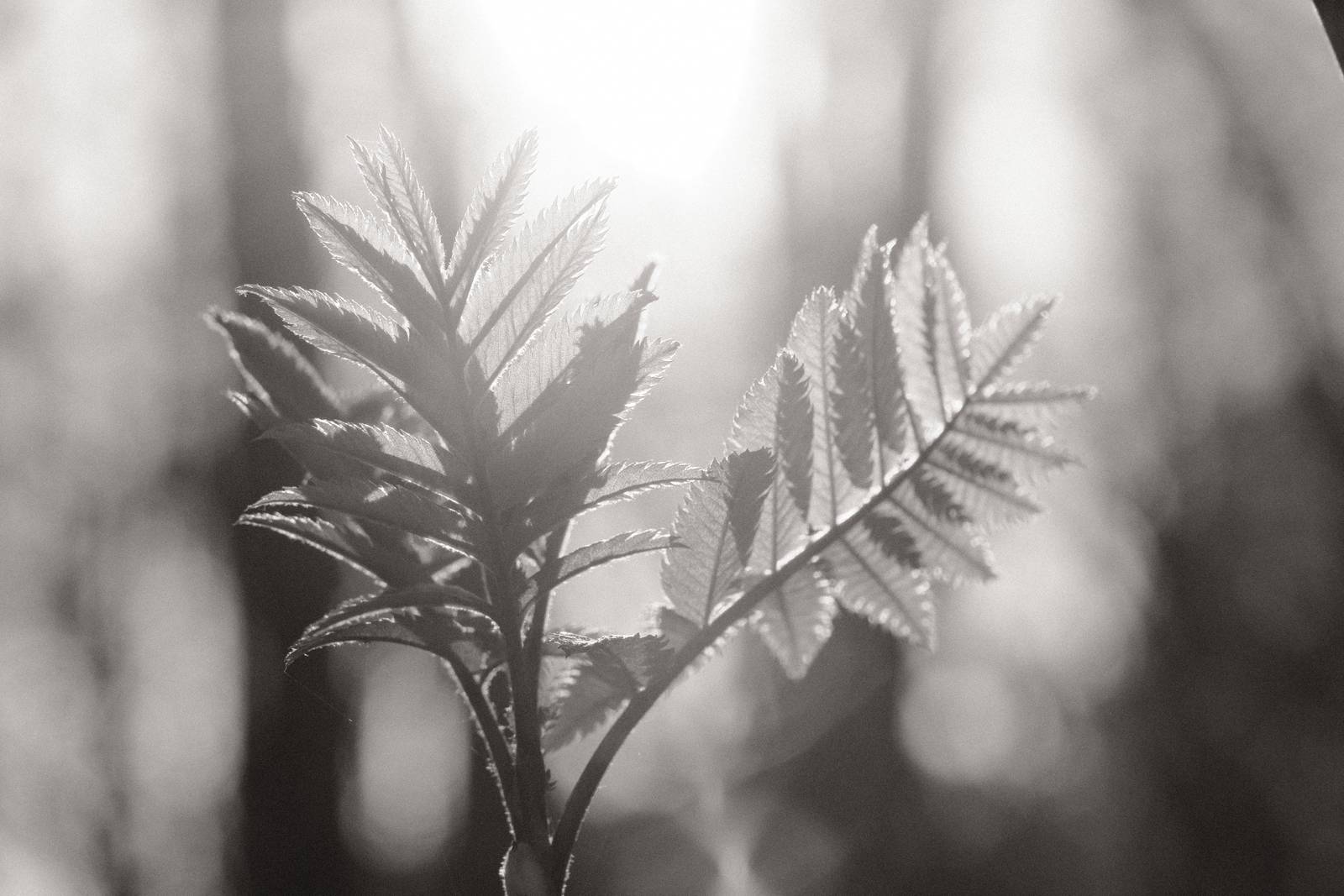 Monographic film recipe sample photo
