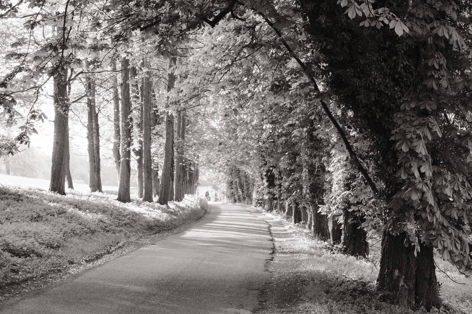 Monographic film recipe sample photo