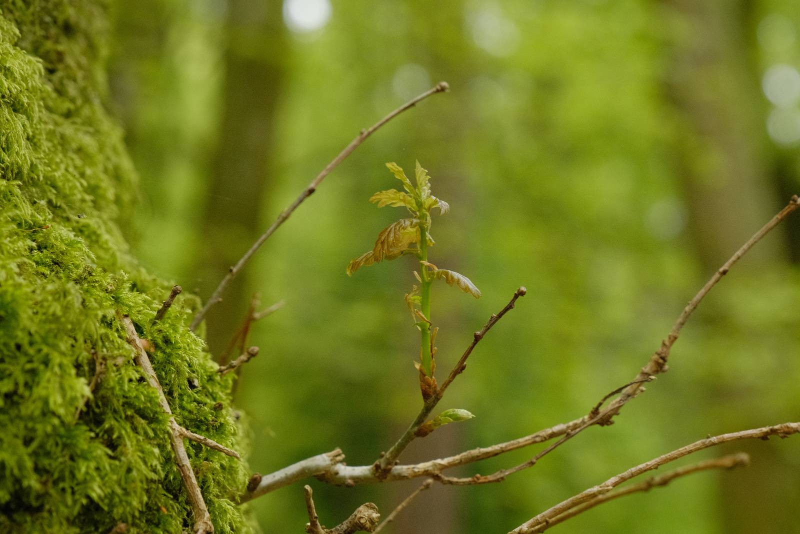 Natural Astia film recipe sample photo