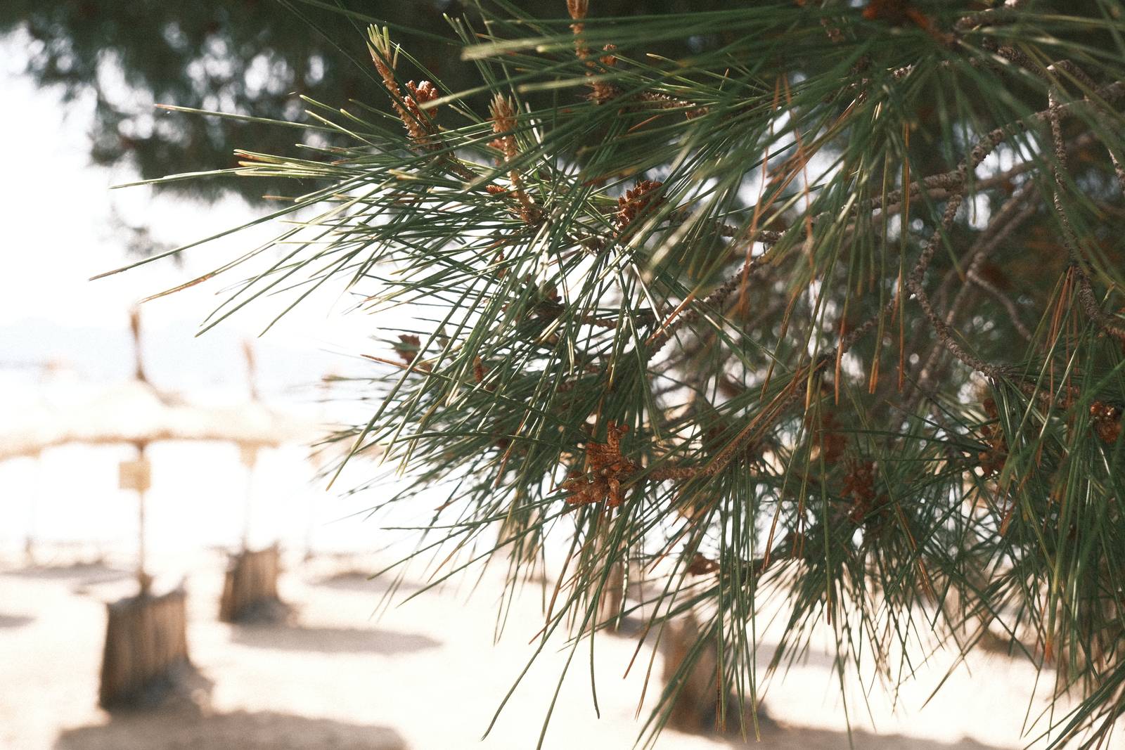 Childhood Vacation film recipe sample photo