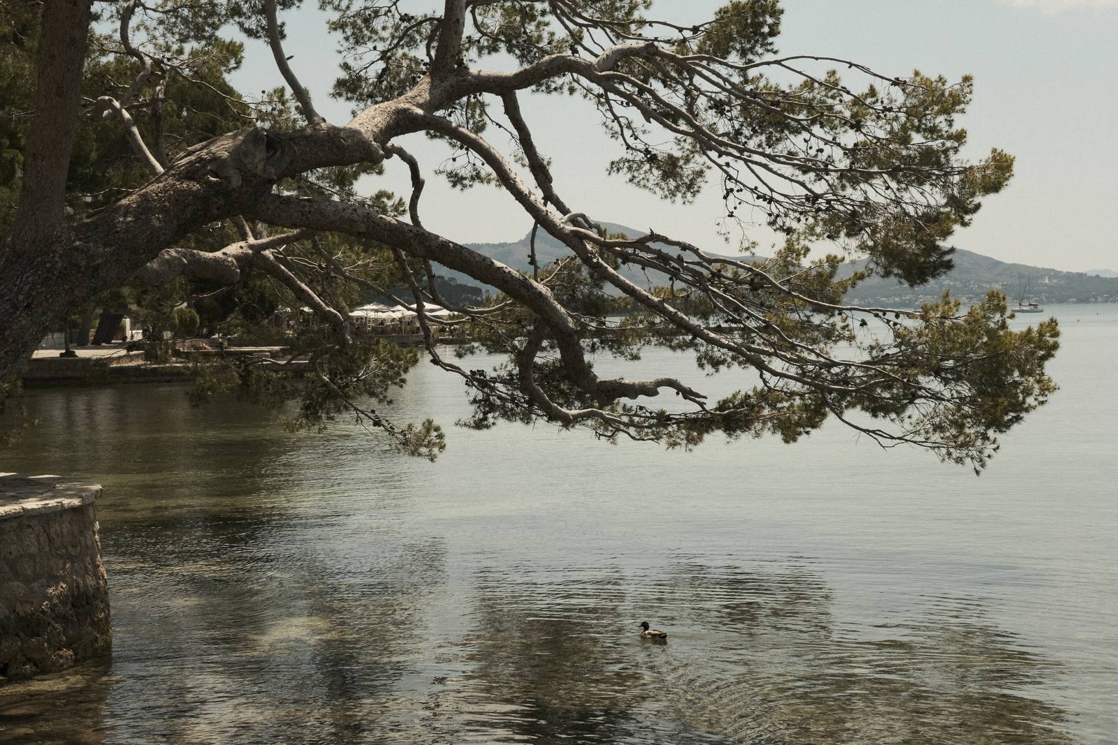 Mallorca Mellow film recipe sample photo