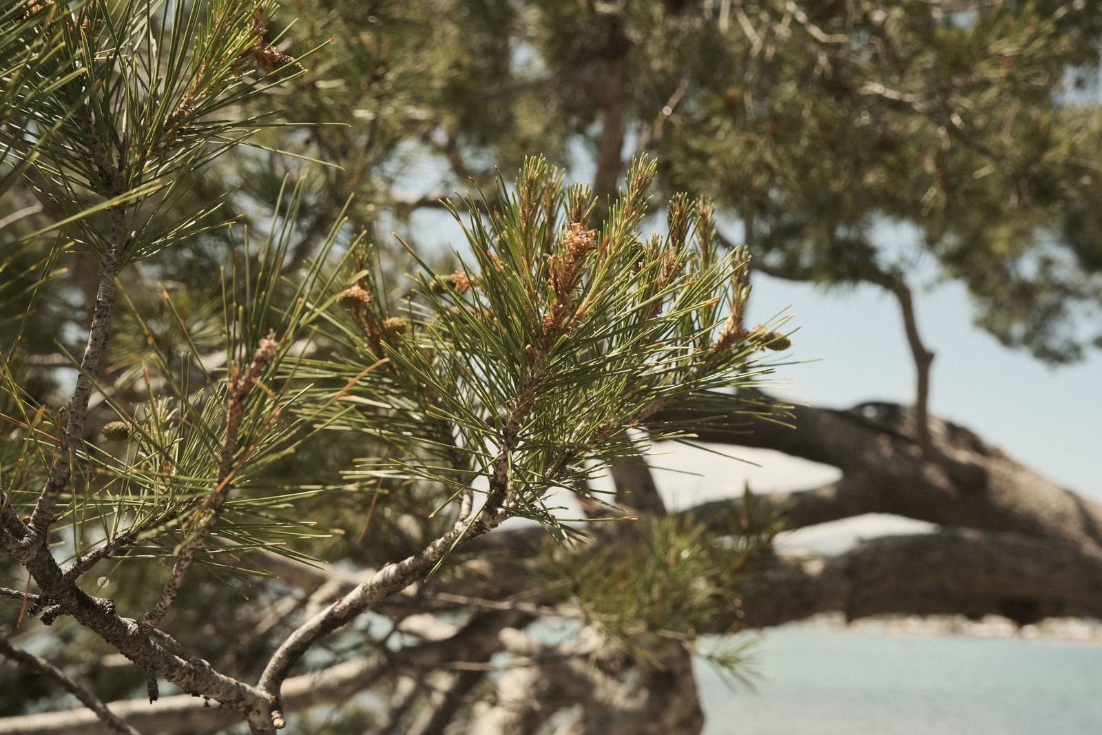 Mallorca Mellow film recipe sample photo