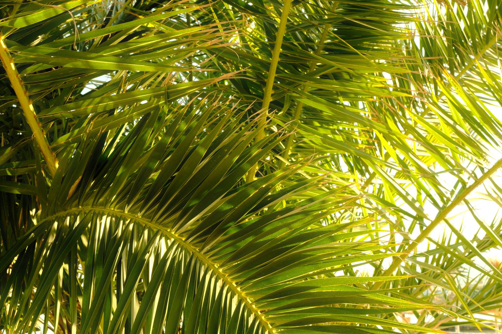 Spanish Summer film recipe sample photo