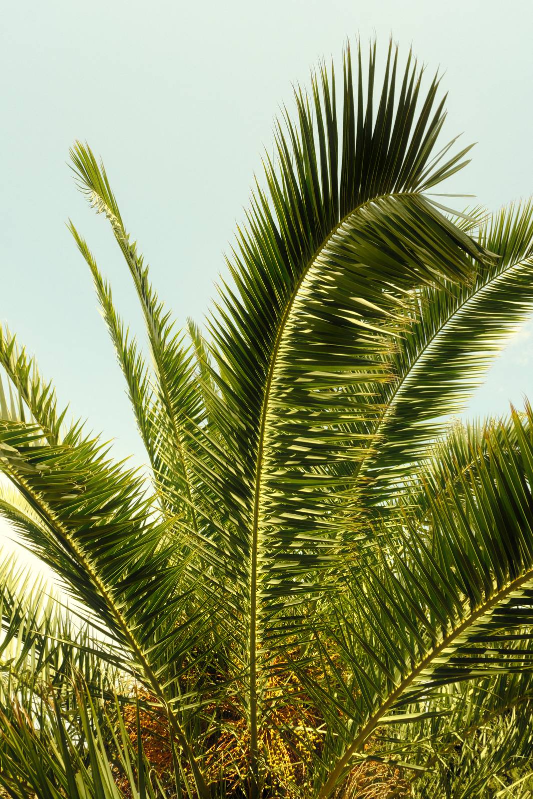 Spanish Summer film recipe sample photo