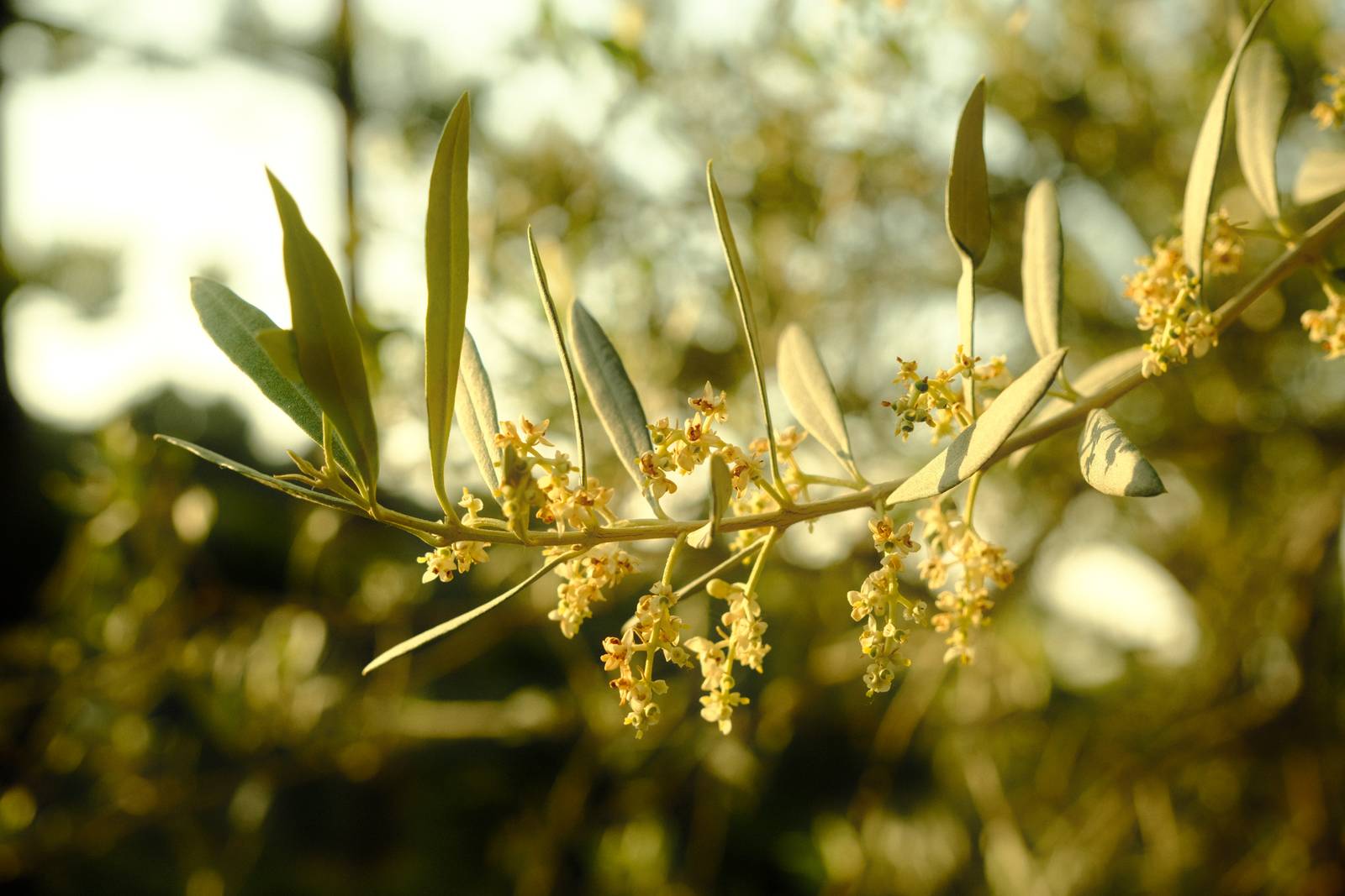 Spanish Summer film recipe sample photo