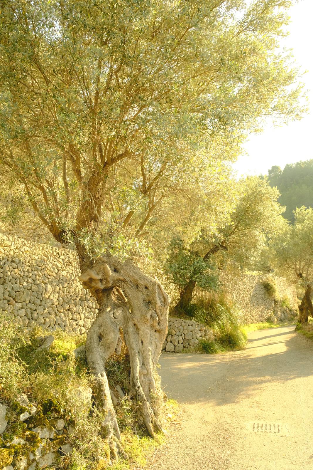 Spanish Summer film recipe sample photo