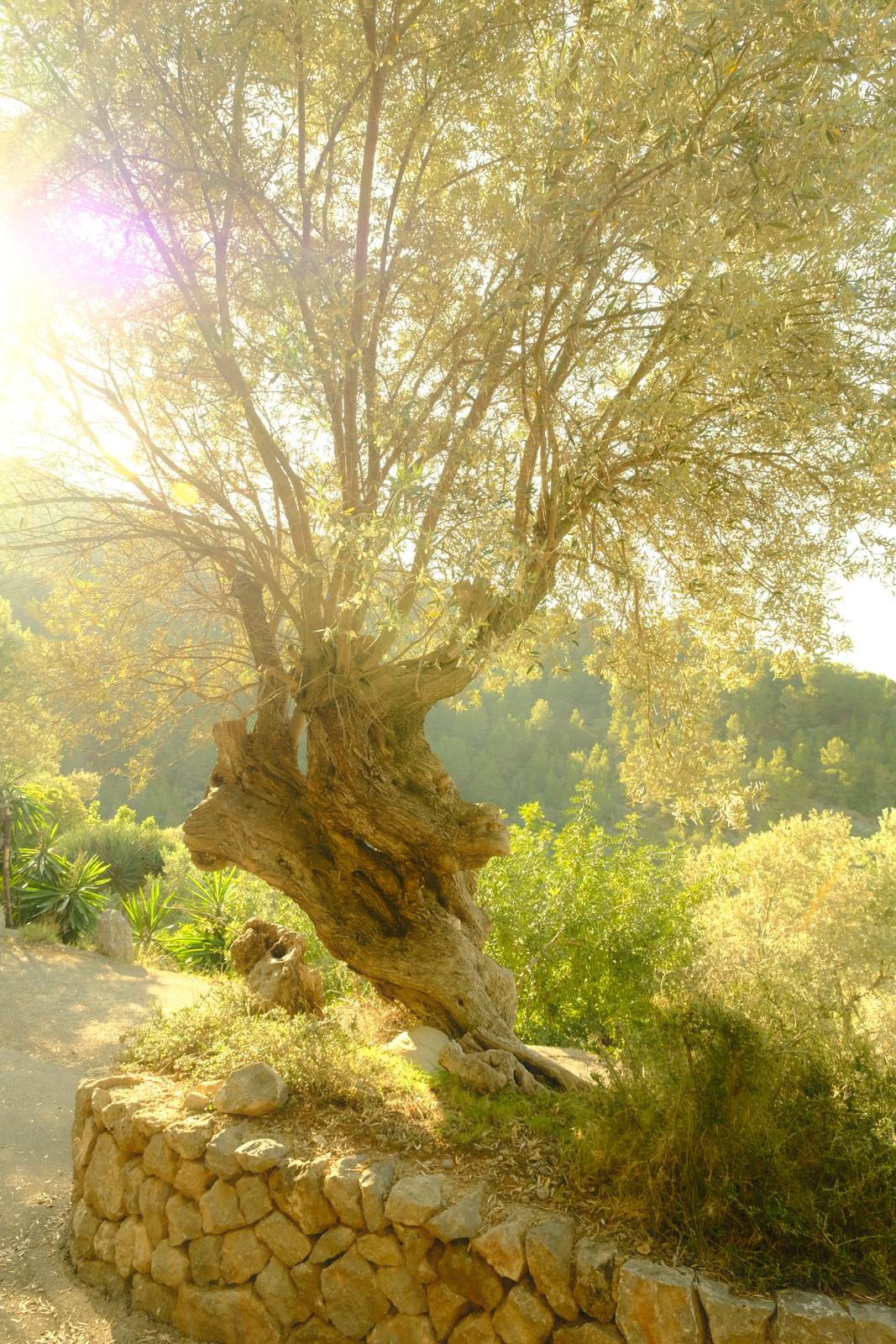 Spanish Summer film recipe sample photo