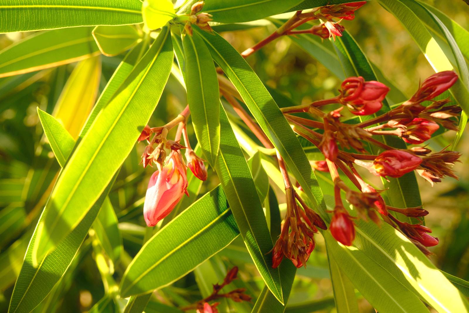 Spanish Summer film recipe sample photo