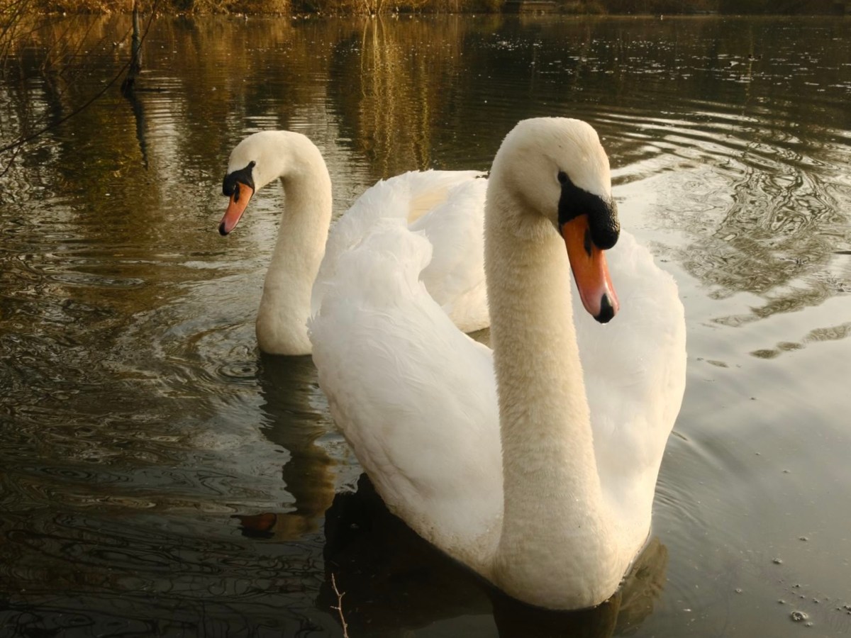 Eldorado, for 24 Carat Golden&nbsp;Hours