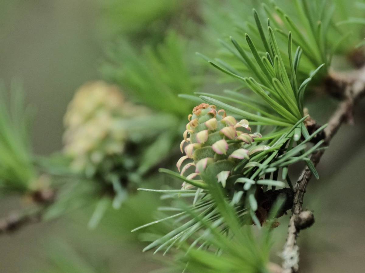 Endor, with Greens from Another&nbsp;World