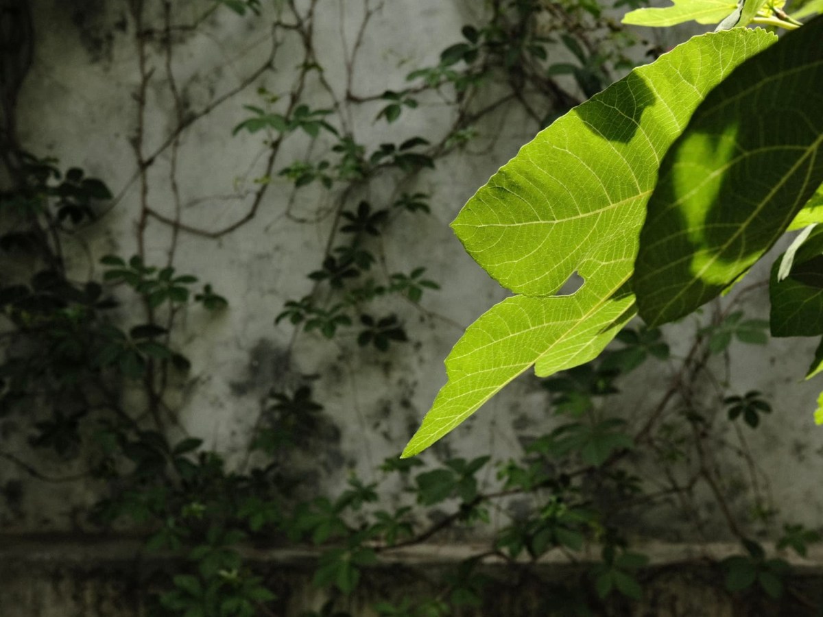 Junichiro, by Mehdi&nbsp;Berrada