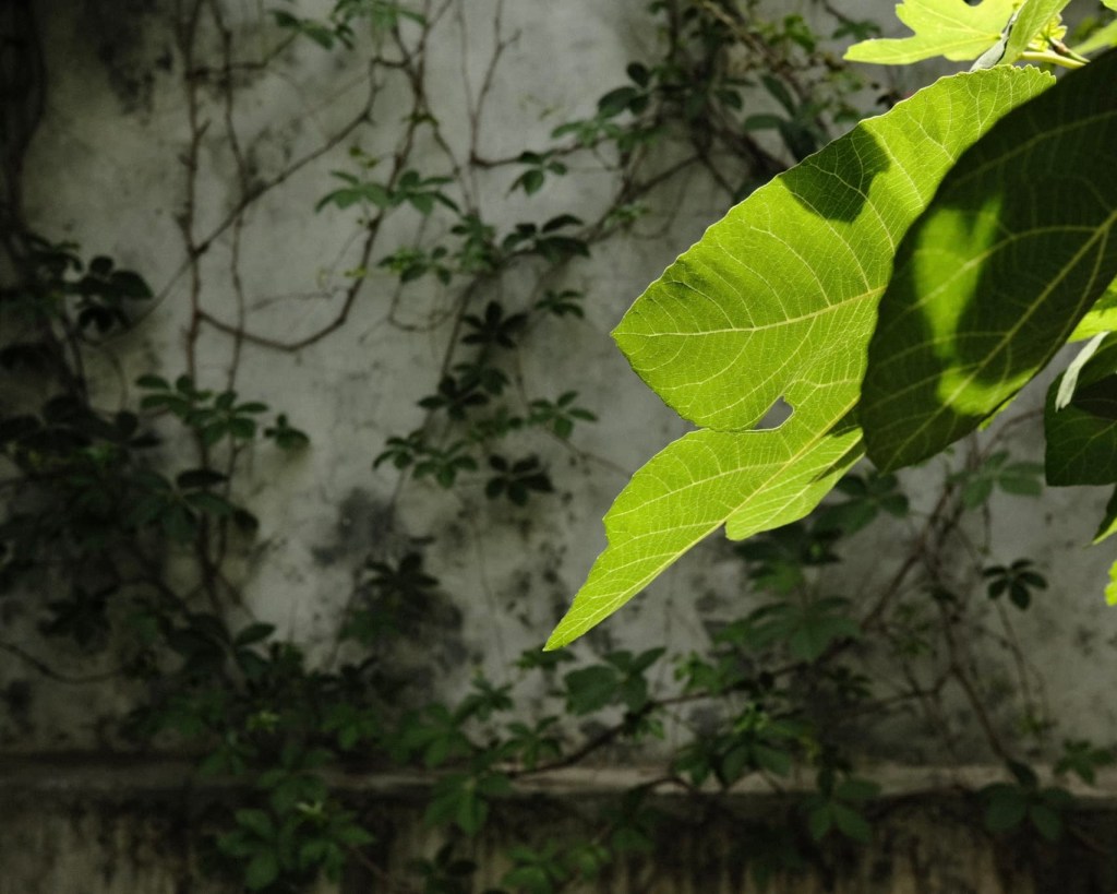 Junichiro, by Mehdi&nbsp;Berrada