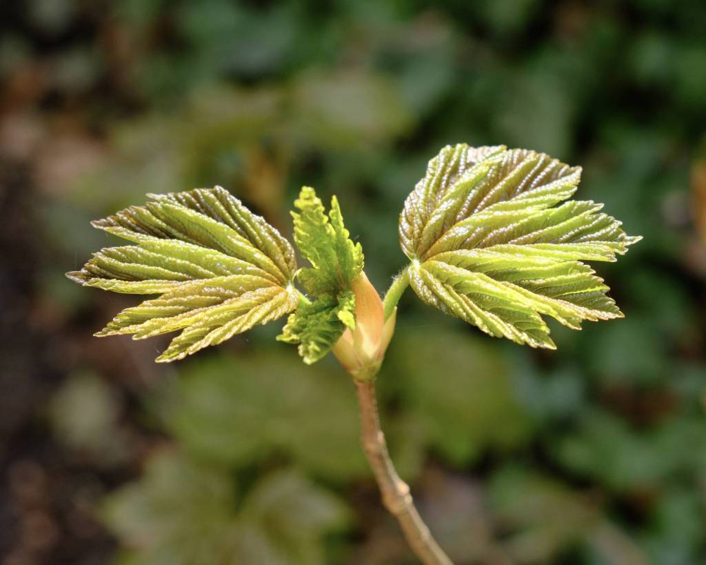 Lente Bok, Spring Special Velvia&nbsp;Recipe