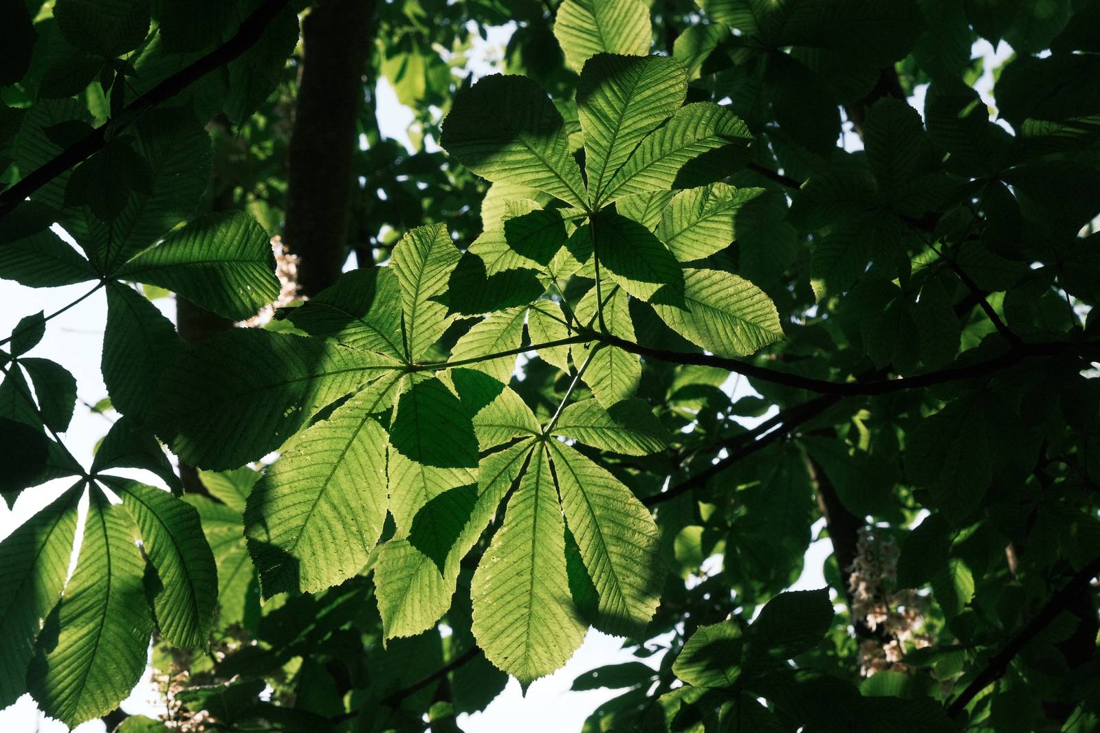 Fujicolor C200 film recipe sample photo