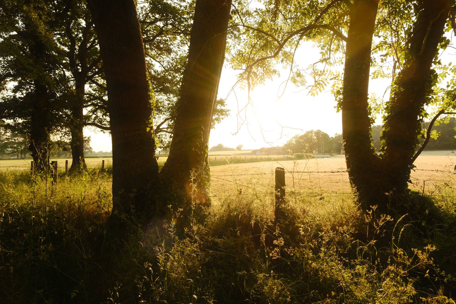 Eldorado film recipe sample photo