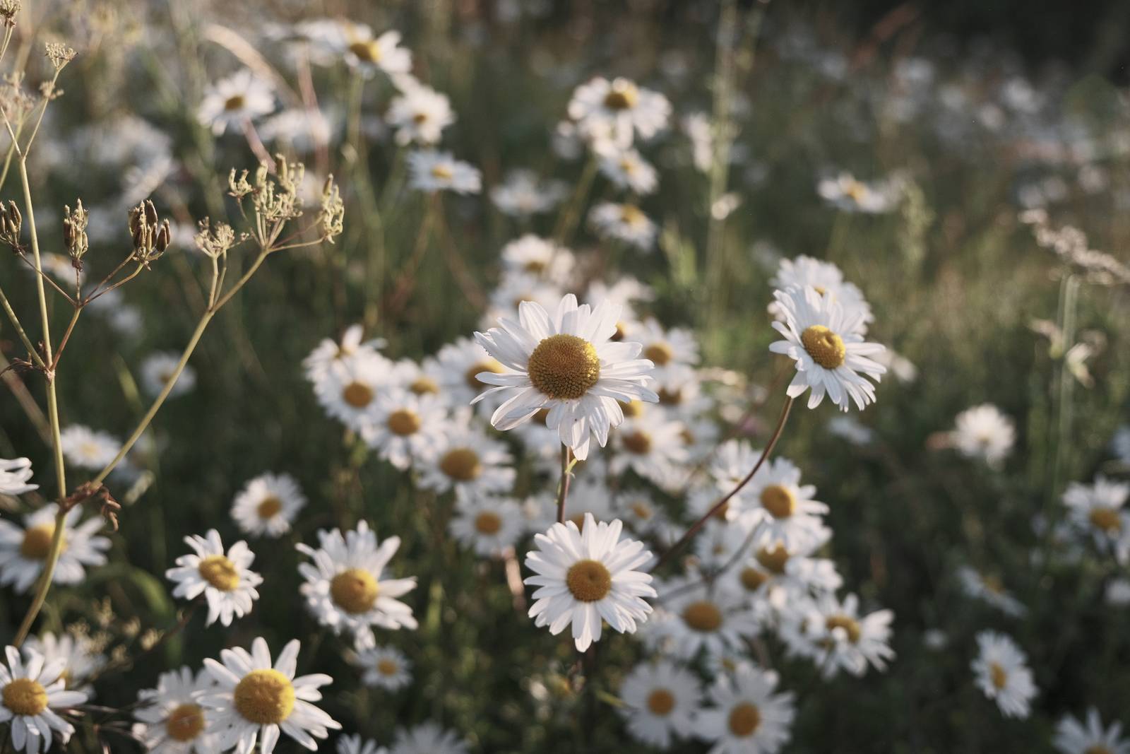Ebb and Flow film recipe sample photo