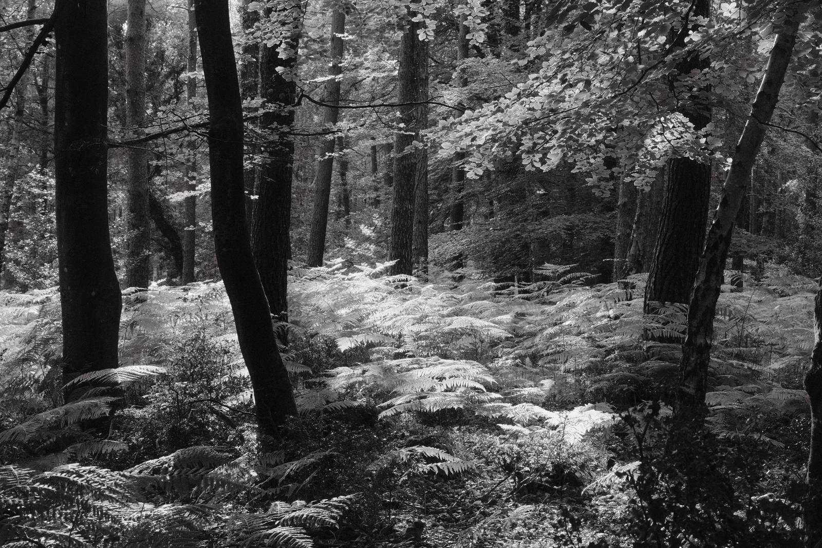 Acroscape film recipe sample photo