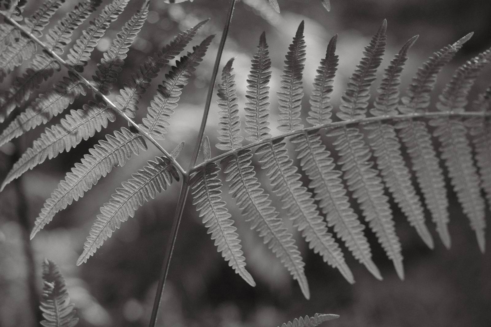 Acroscape film recipe sample photo