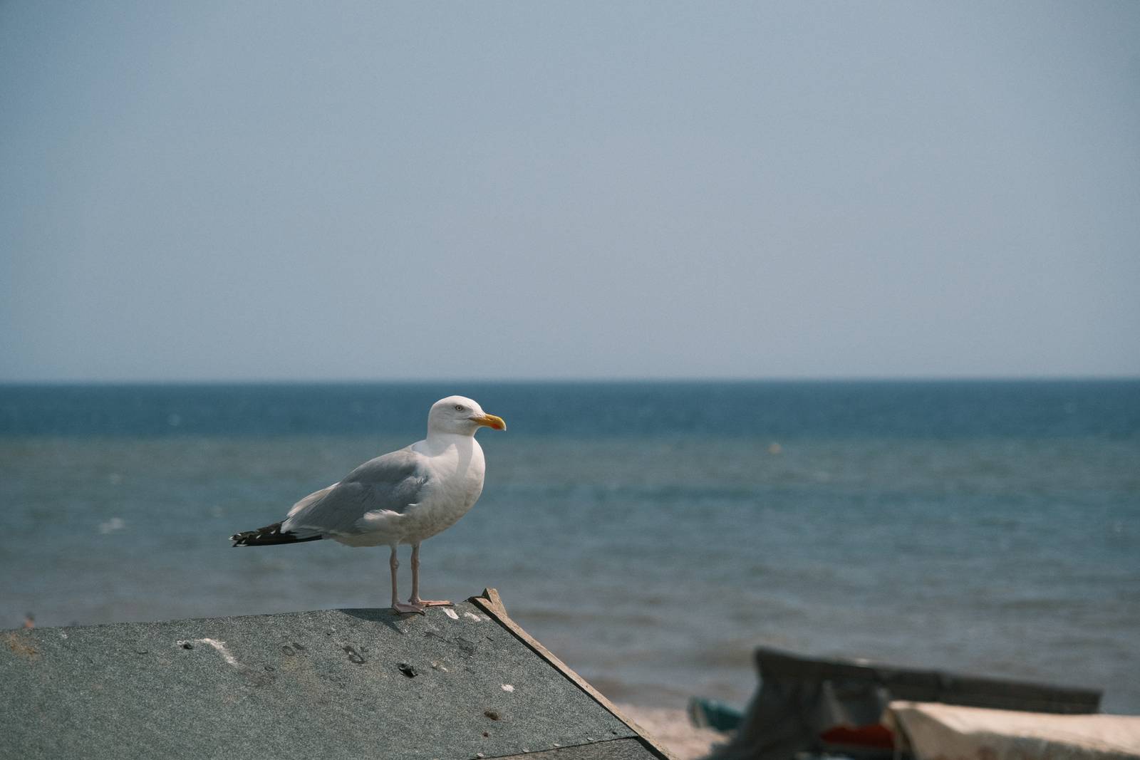 Fujicolor C200 film recipe sample photo