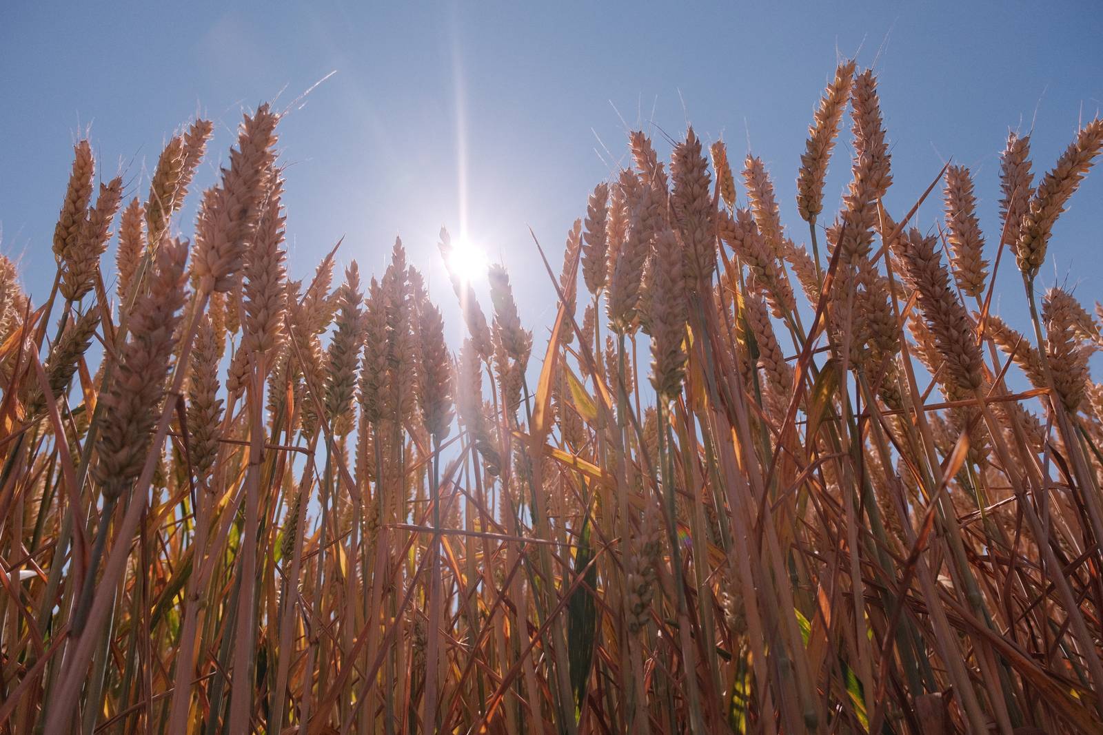 Seventies Summer film recipe sample photo