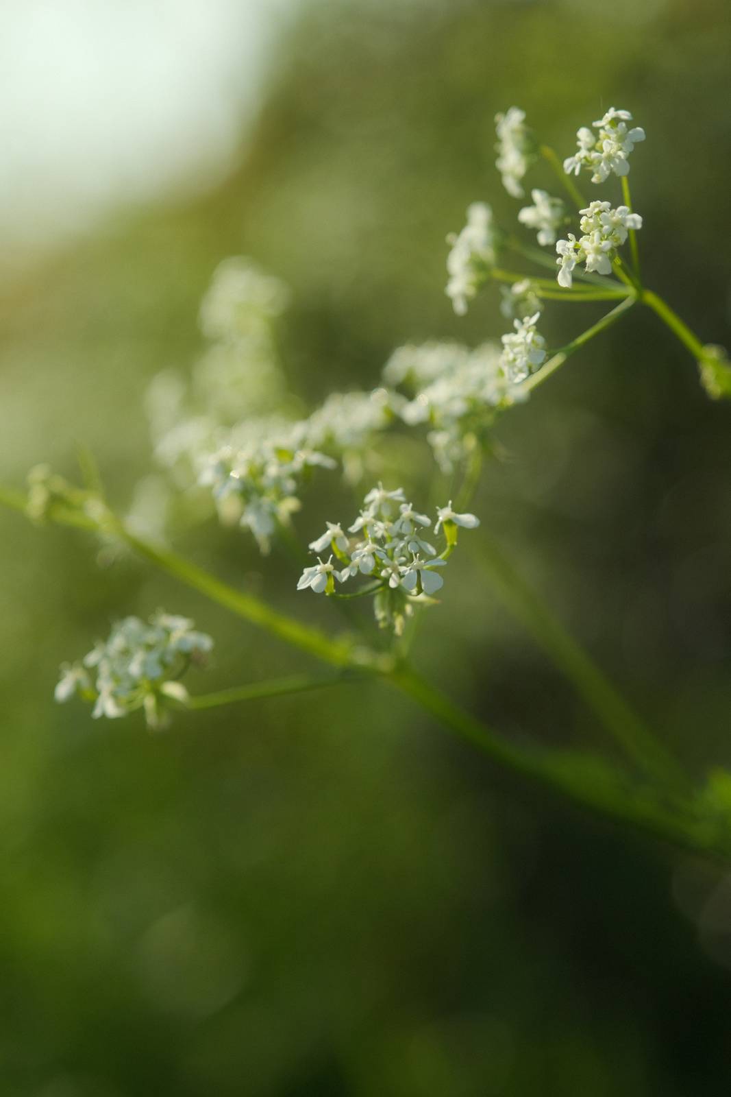 Summer Story film recipe sample photo