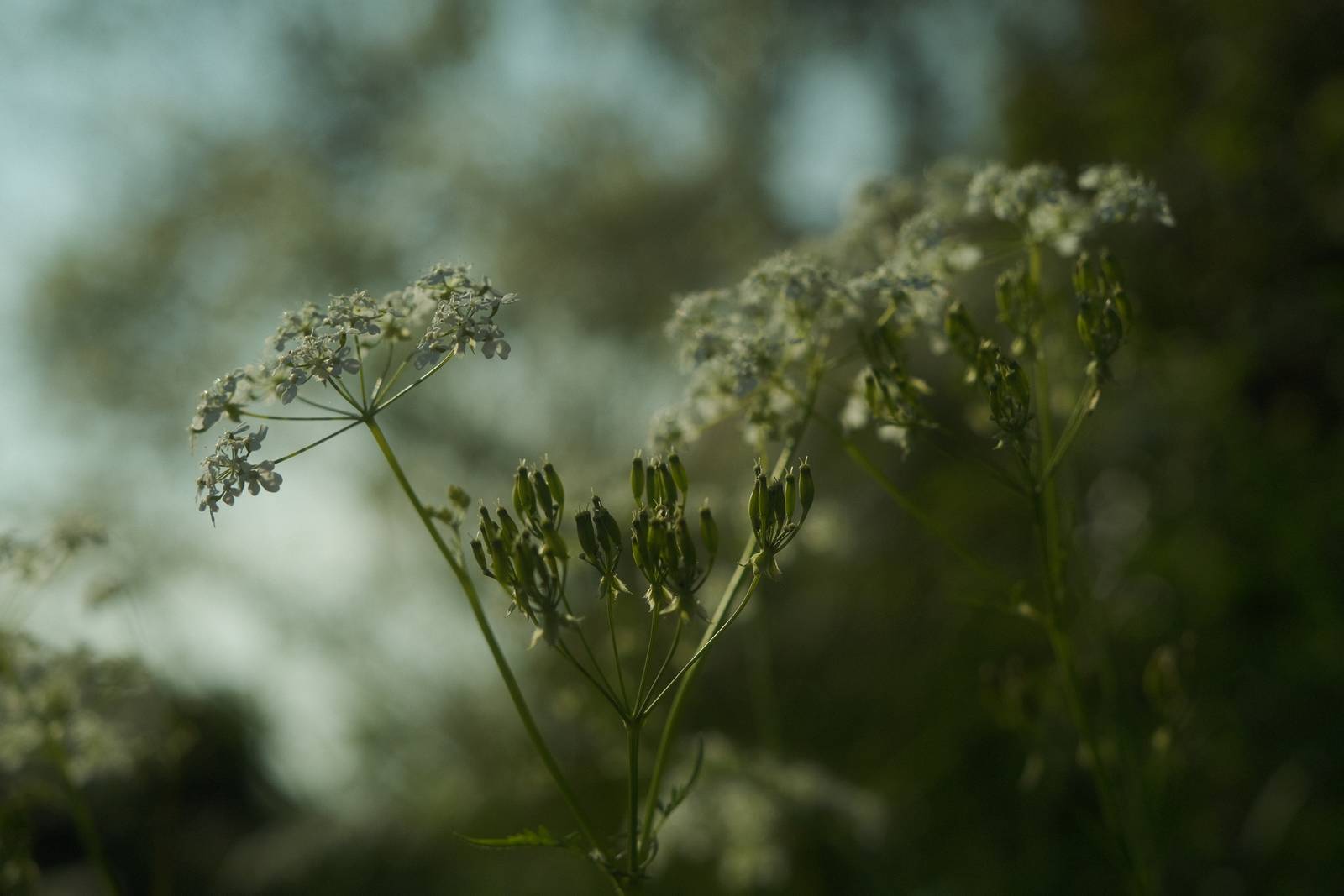 Summer Story film recipe sample photo