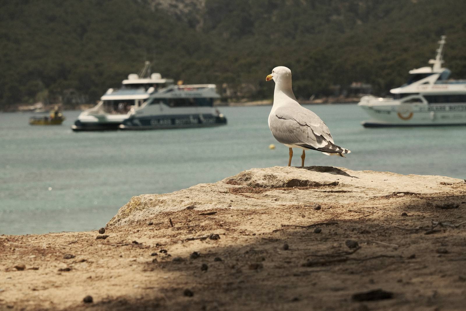 Mallorca Mellow film recipe sample photo