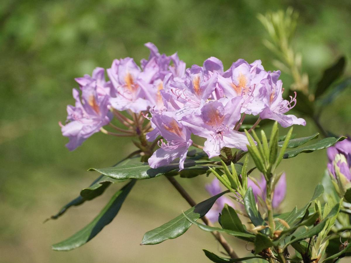 Provia Natura, a Versatile Natural&nbsp;Look