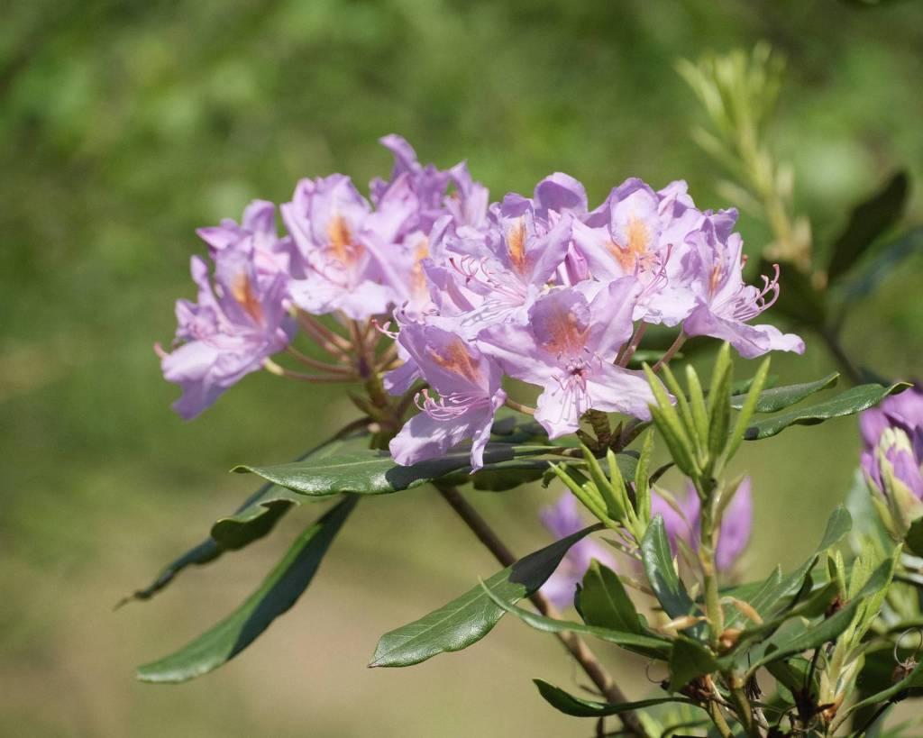 Provia Natura, a Versatile Natural&nbsp;Look